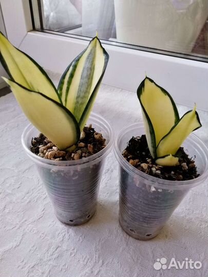 Сансевиерия Hahnii Solid Gold