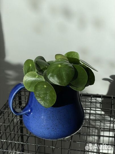 Пилея пеперомиевидная