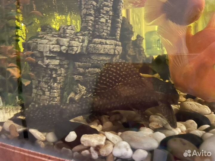 2 сома птеригоплихт