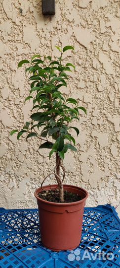 Фикус Бенджамина