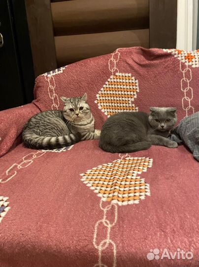 Шотландские вислоухие котята