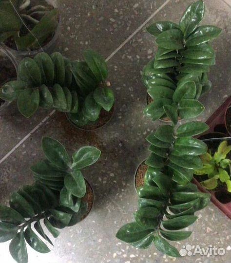 Замиокулькас Zenzi (подростки)