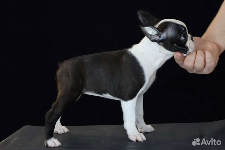 Щенки бостон-терьера