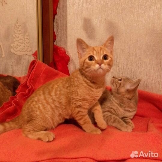 Шотландские котята