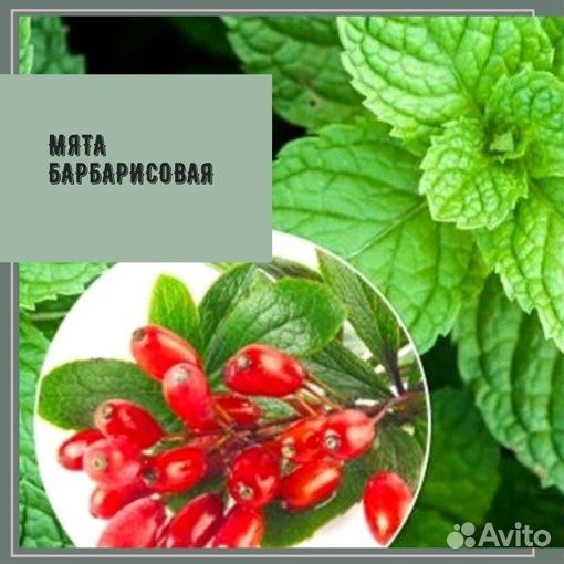 Мята сортовая