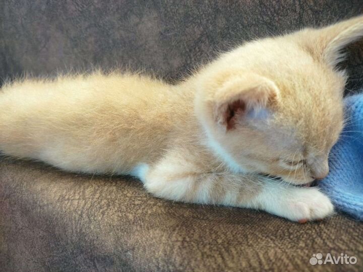 Котик