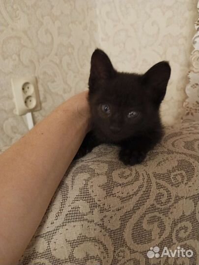 Чёрный Котик с особенностями ищет дом