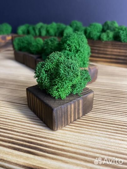 Декор (кашпо со мхом)