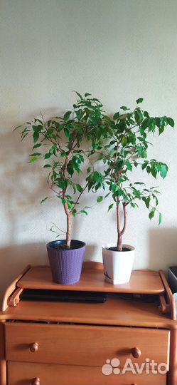 Фикус Бенджамина