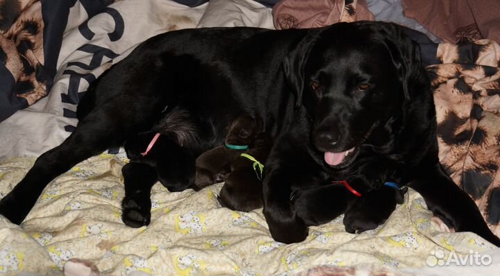 Щенки лабрадора