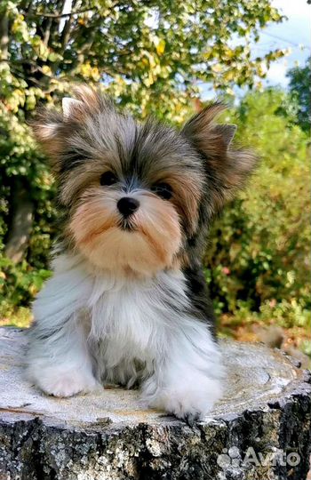 Бивер мальчик