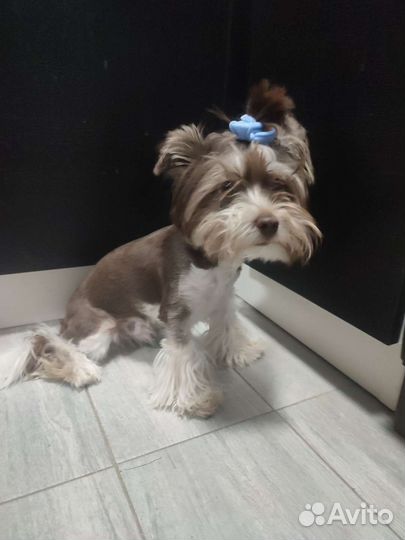 Щенки бивер йорка мини