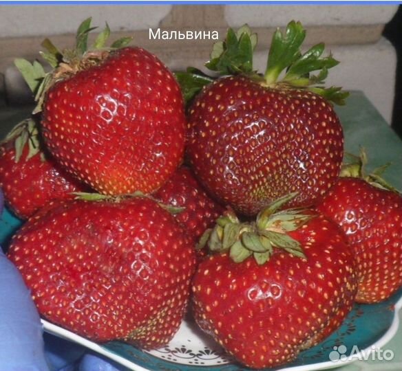 Рассада клубники