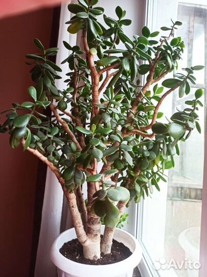 Крассула (толстянка, денежное дерево)