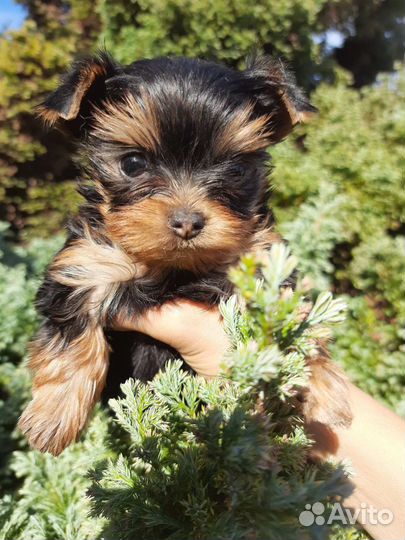 Йоркширский терьер