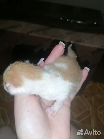 Котята (смесь сфинкса)