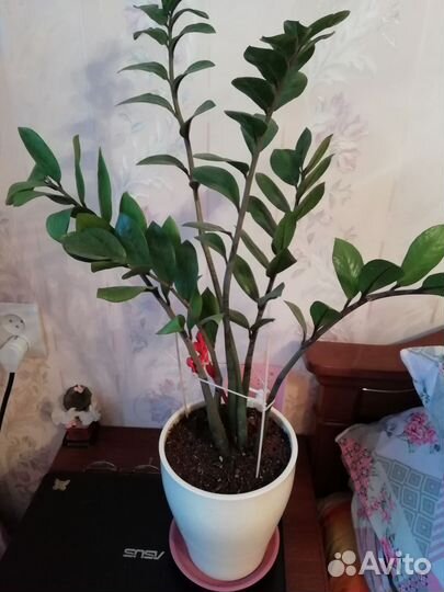 Замиокулькас