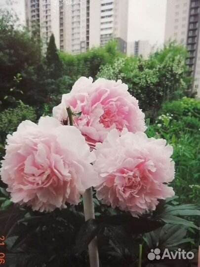 Пионы саженцы