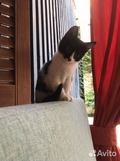 Милые пушистики