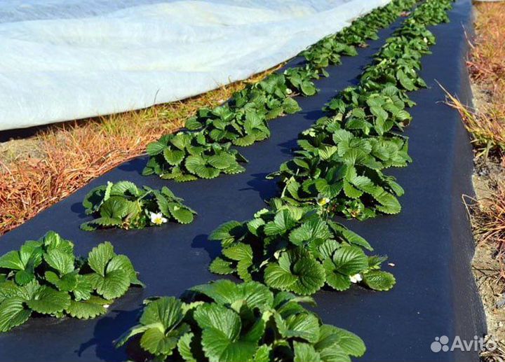 Пленка мульчирующая с перфорацией