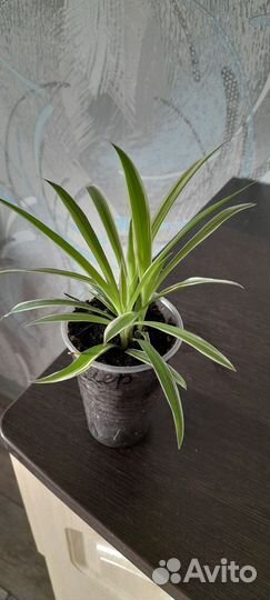 Хлорофитум