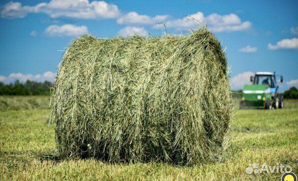 Сено в рулонах