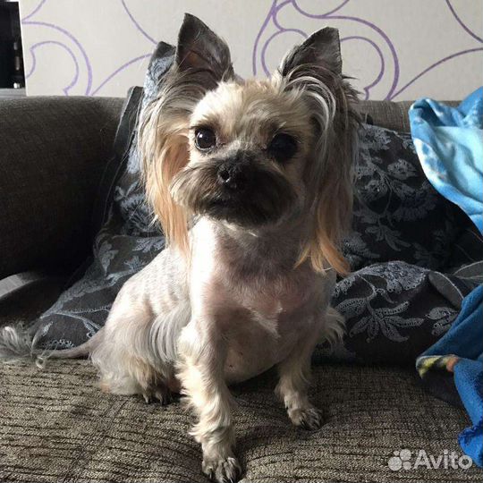 Стрижка собак и кошек с выездом и без