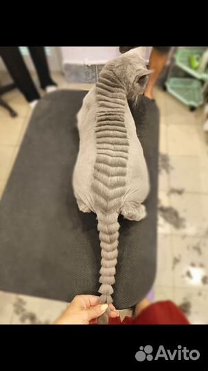 Стрижка кошек и котов