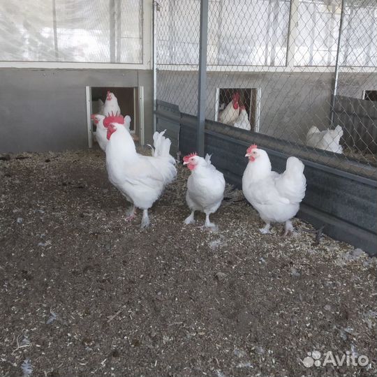 Инкубационное яйцо маран, амераукана, лакенфельдер