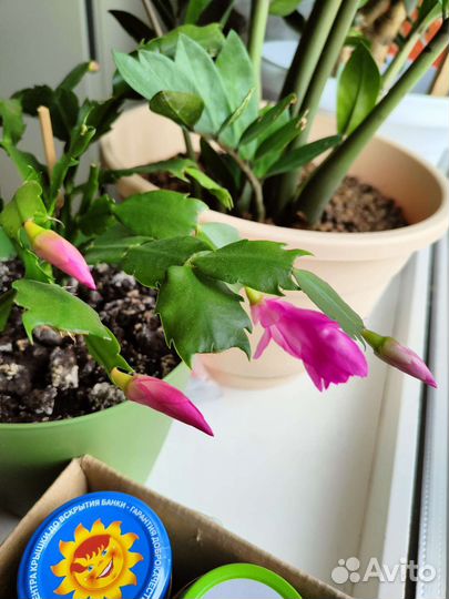 Декабрист розовый