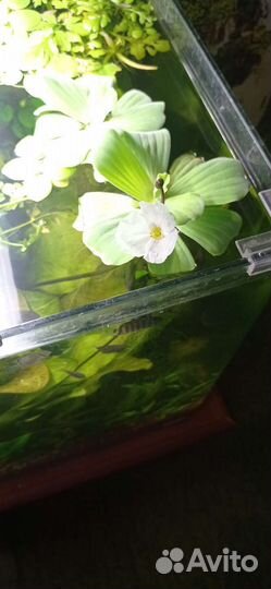 Аквариумные растения