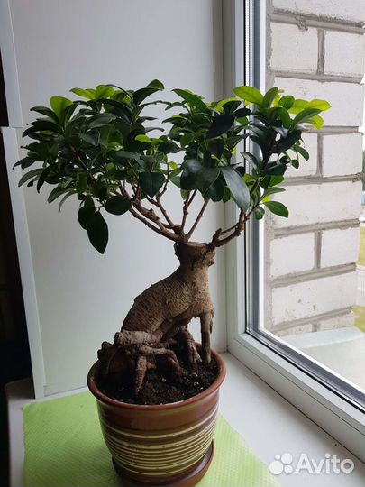 Фикус микрокарпа