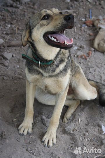 Кобель-кастрат Гром