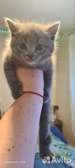 Кошка