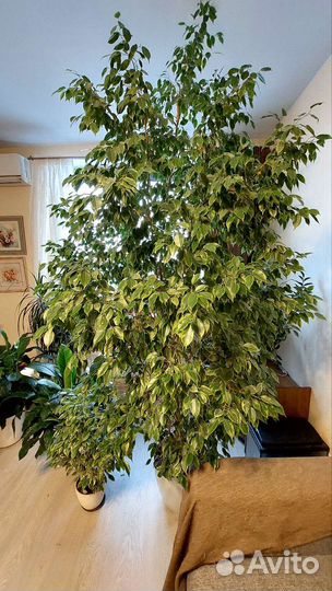 Фикус бенджамина большой