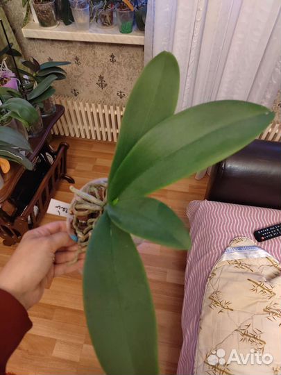 Орхидея фаленопсис Попугай