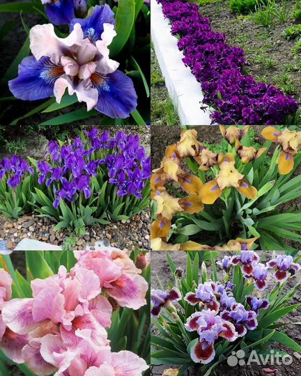 Набор бордюрных карликовых ирисов