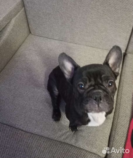 Догситтер, зооняня, передержка животных