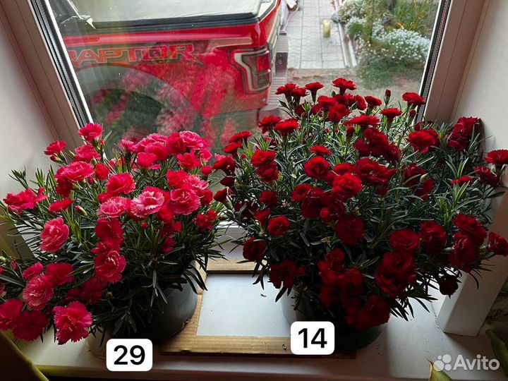 Гвоздика вегетативная, многолетняя