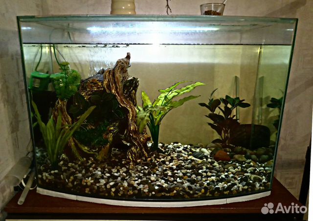 Аквариум панорамный