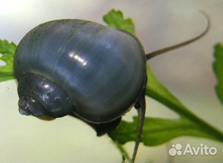 Ампулярии розовые, голубые, белые и другие