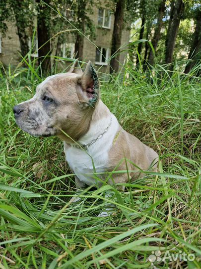 Американский булли мерле