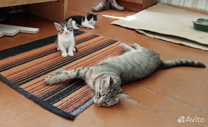 Котята бесплатно в добрые руки