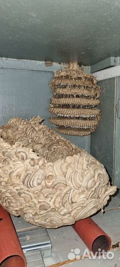 Гнездо шершня