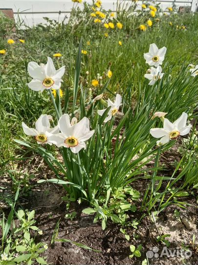 Луковицы нарциссов