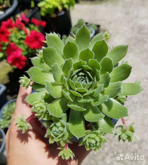 Суккуленты