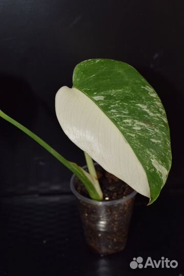 Монстера вариегатная Альба