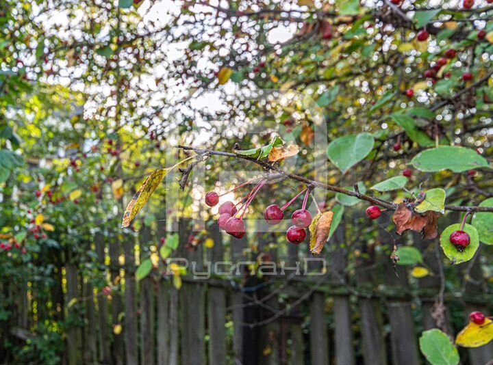 Участок 19,8 сот. (ИЖС)