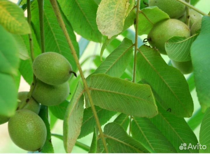 Маньчжурский орех