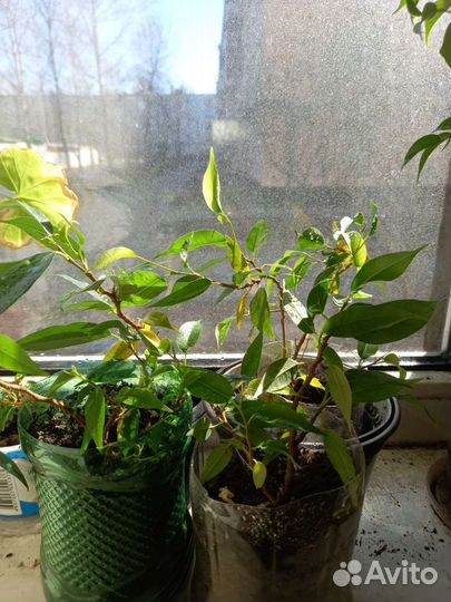 Фикус бенджамина